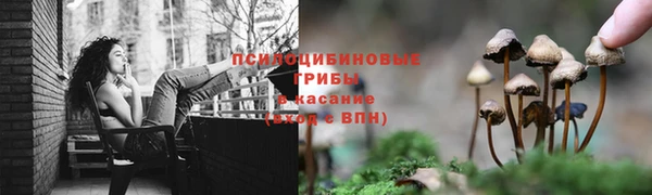сатива Богородск